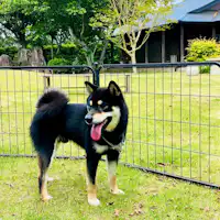 คุณสามารถใช้เวลาร่วมกับสุนัขของคุณได้อย่างสบายใจ!