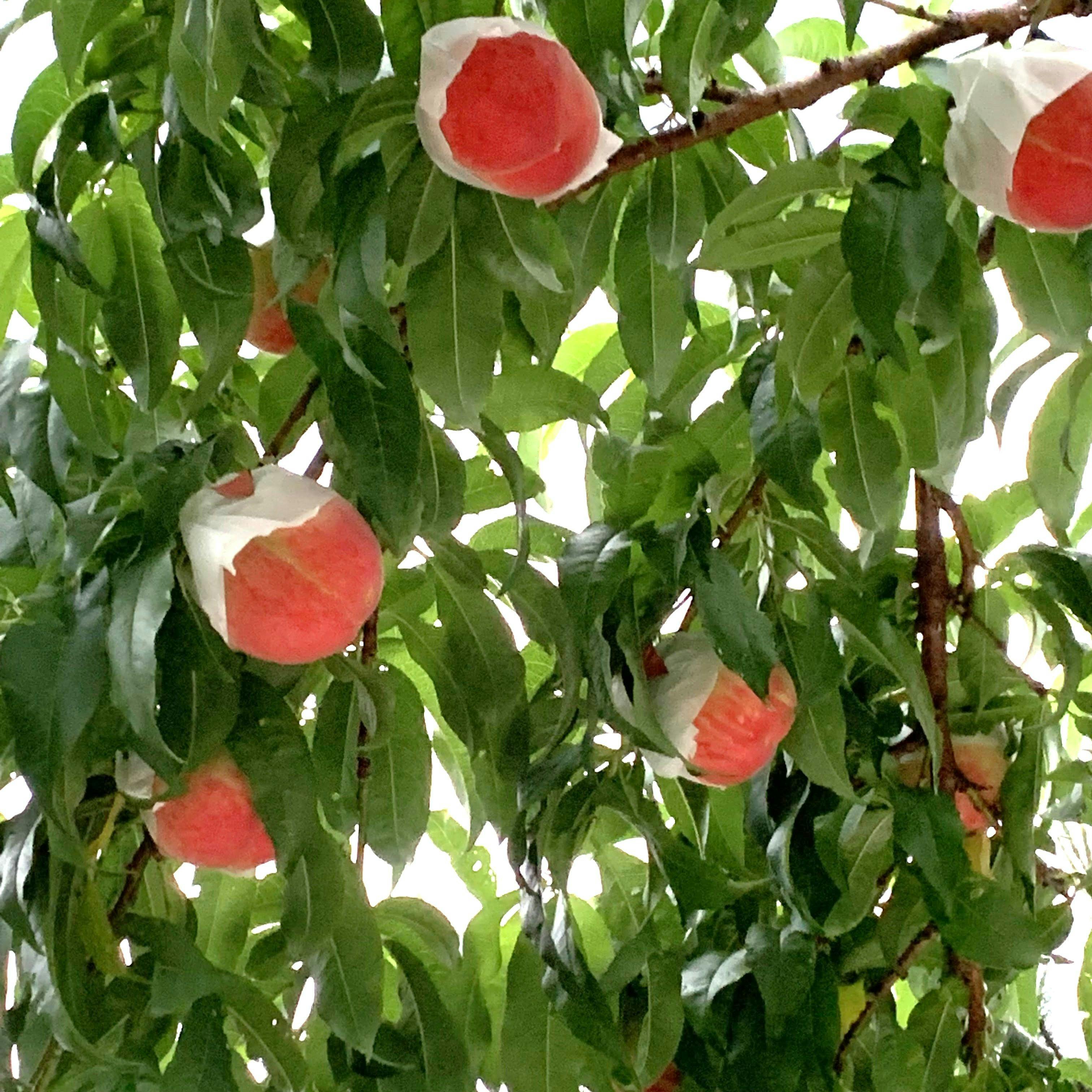 ลูกพีชที่ปลูกในสวนผลไม้