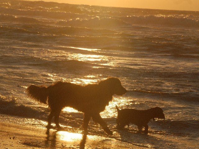 Bersama anjing kesayangan