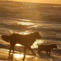 Bersama anjing kesayangan
