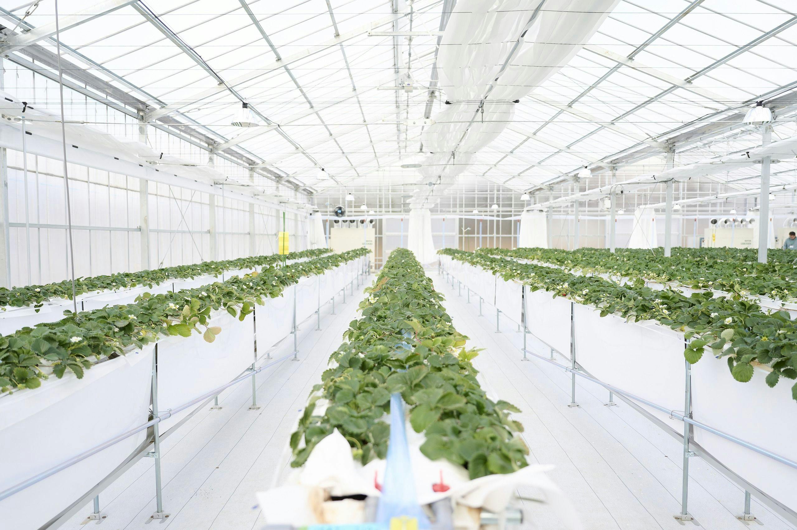 THE FARM SLOW MOUNTAIN NARITA