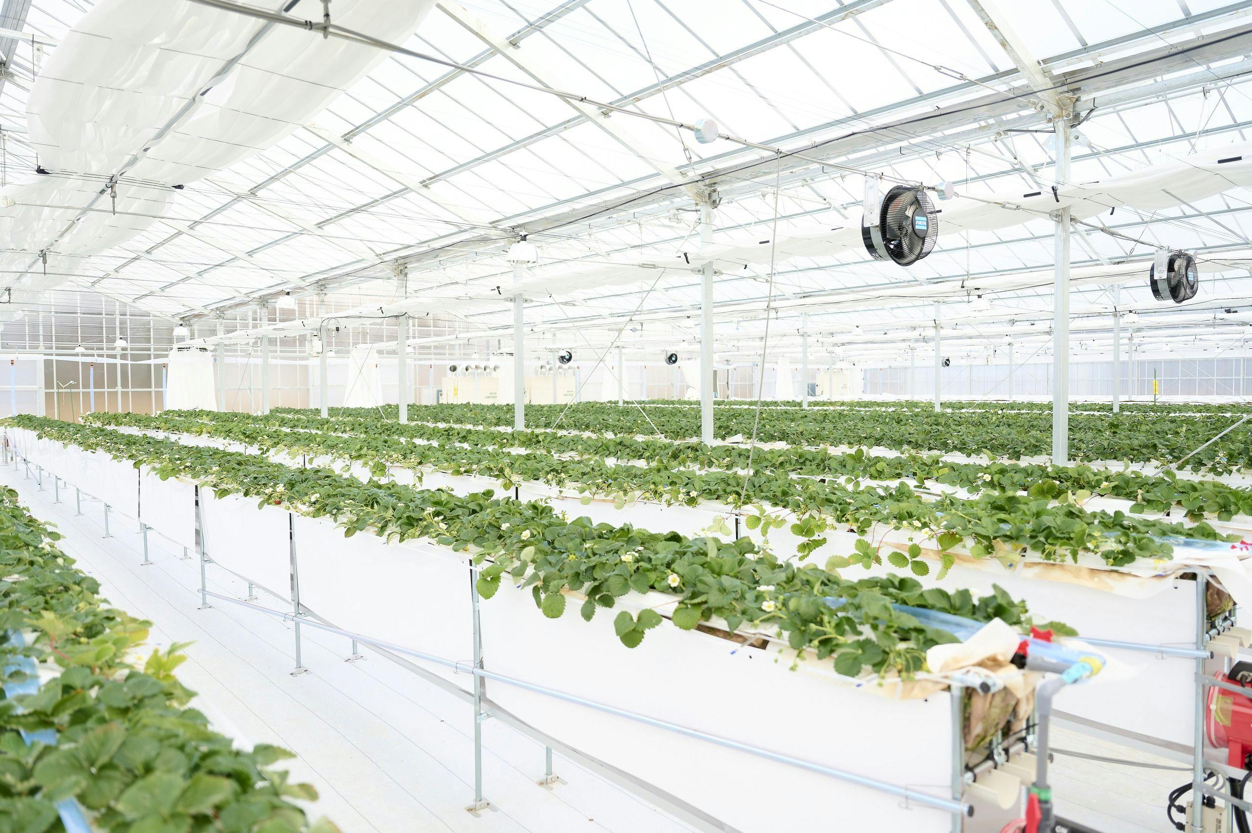 THE FARM SLOW MOUNTAIN NARITA