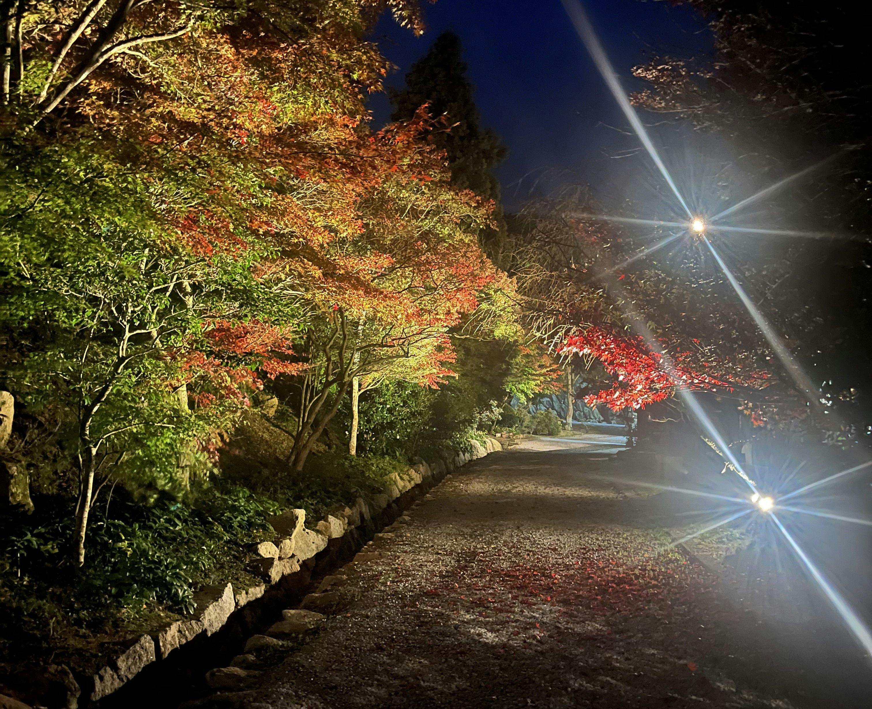 Miki Satoyama Glamping