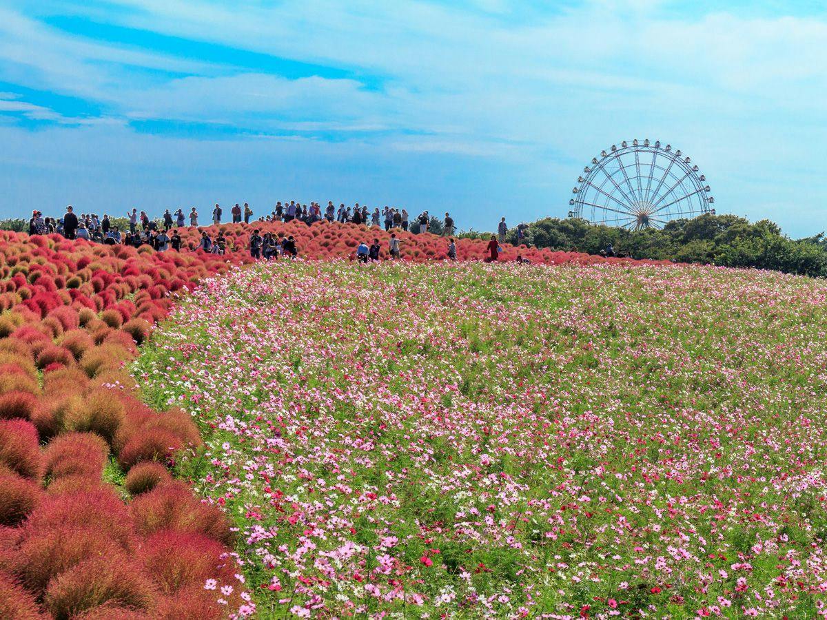 ＃ひたち海浜公園