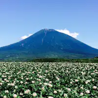 감자의 꽃과 요테이산
