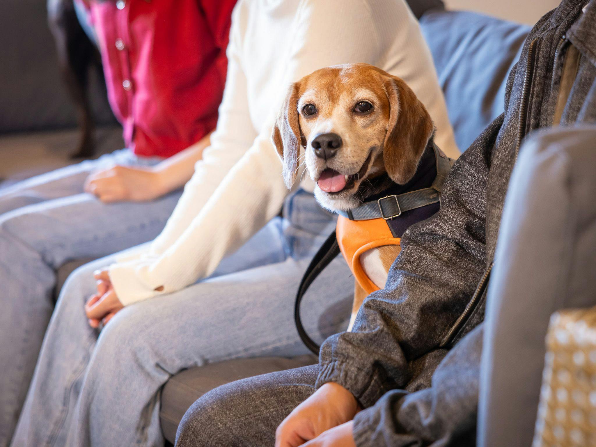 อนุญาตให้นำสุนัขขนาดกลางเข้าพักได้