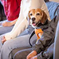 อนุญาตให้นำสุนัขขนาดกลางเข้าพักได้