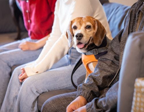 中型犬まで同伴OK
