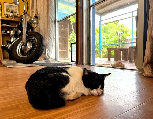 日中はこ～んな感じで寝てます・・♪