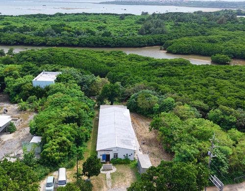 庭は石垣島の植物や生き物が沢山