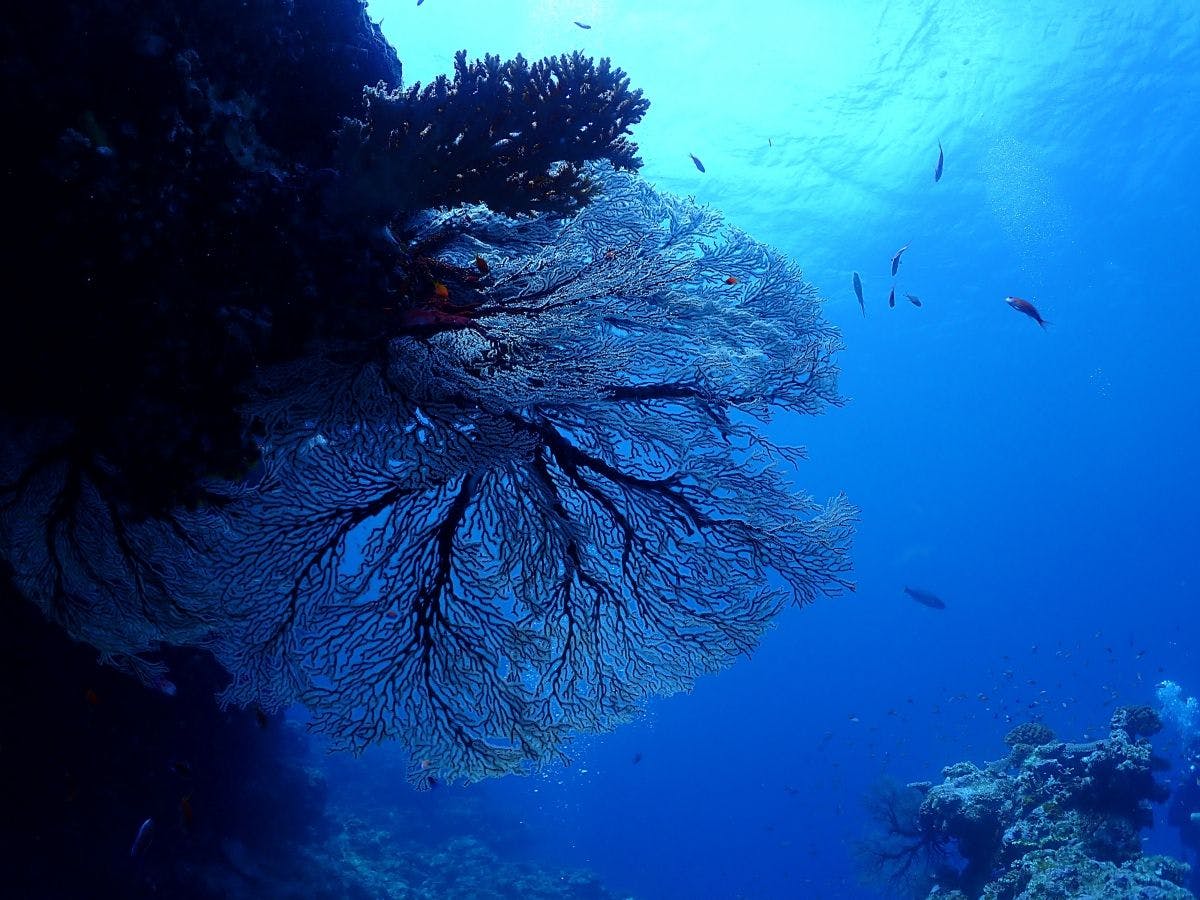 ◆ดำน้ำที่เกาะอิชิงากิ