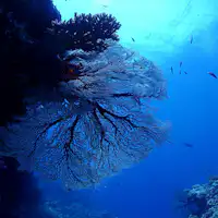 ◆ดำน้ำที่เกาะอิชิงากิ