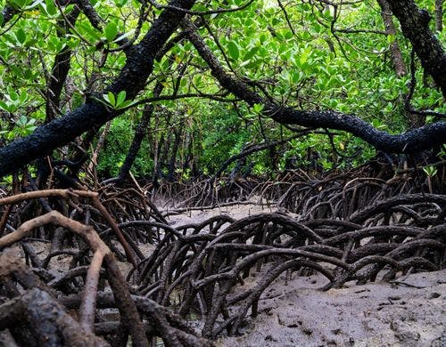 ◆－周辺観光－　神秘の森、マングローブ林