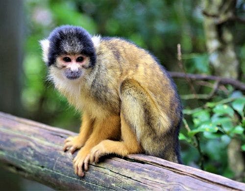 ◆－周辺観光－　石垣やいま村