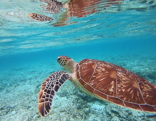 ◆－周辺観光－石垣島といえばダイビング