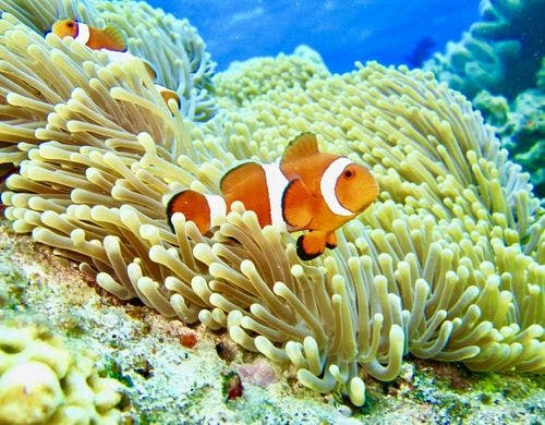 ◆－周辺観光－石垣島といえばダイビング