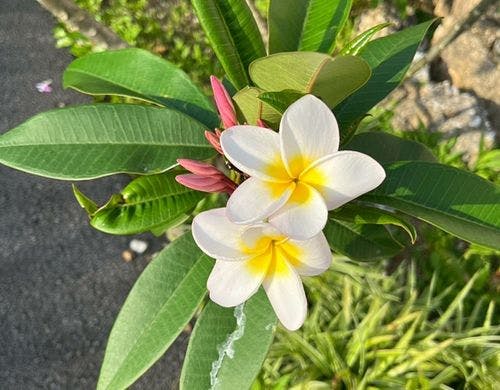 可憐なプルメリア