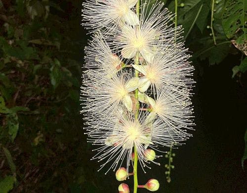 当館ガーデンで咲いた貴重なサガリバナ
