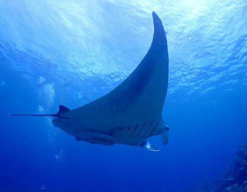 ◆石垣の海でマンタウォッチング