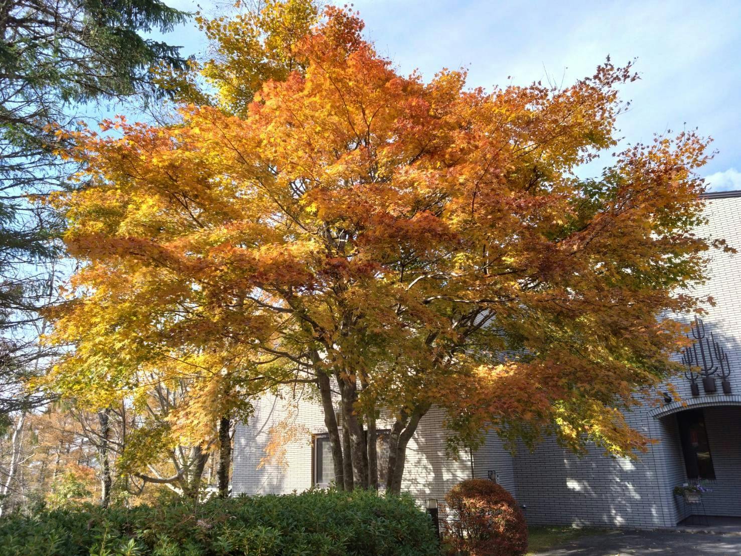 ต้นไม้สัญลักษณ์