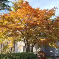 ต้นไม้สัญลักษณ์