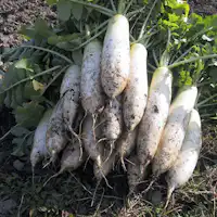 *Sayuran musiman segar yang dipanen di Izu