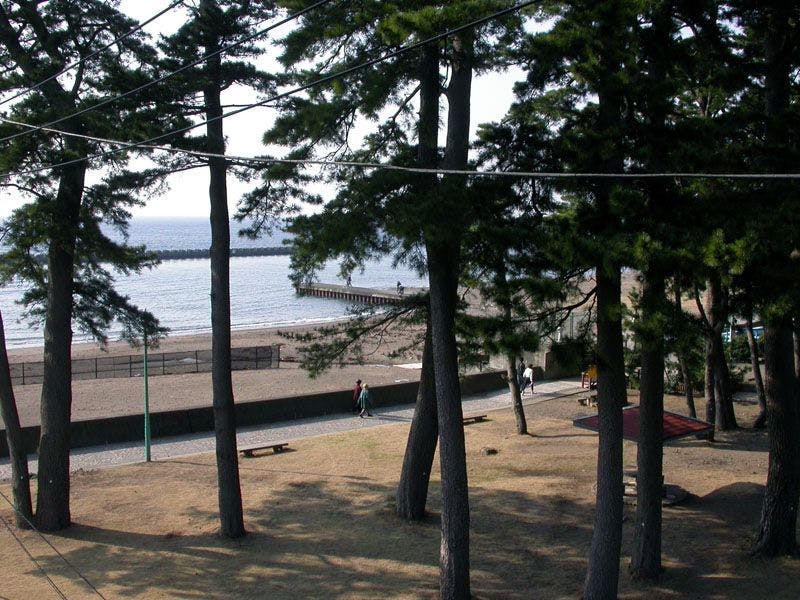 Hutan pinus di Pantai Toi