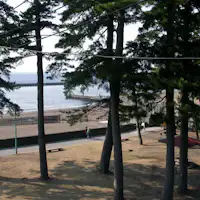 Hutan pinus di Pantai Toi