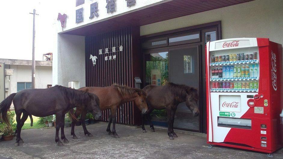 Accommodation Toimisaki National Lodge