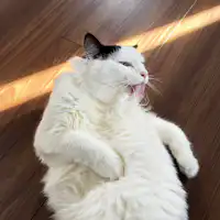 간판 고양이
