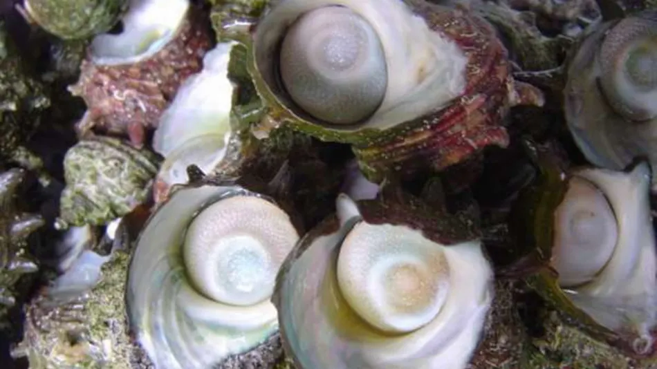 Matsuya, an Accommodation Serving Seafood Cuisine