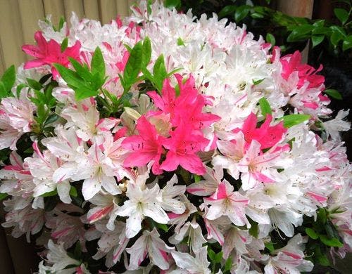 ■庭園の四季■　イメージ