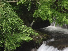 海石榴（つばき） 3枚目