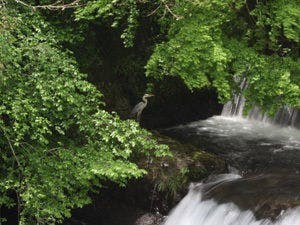 ลำธารใสสะอาดของฟูจิกิกาวะและนกกระสาขาว