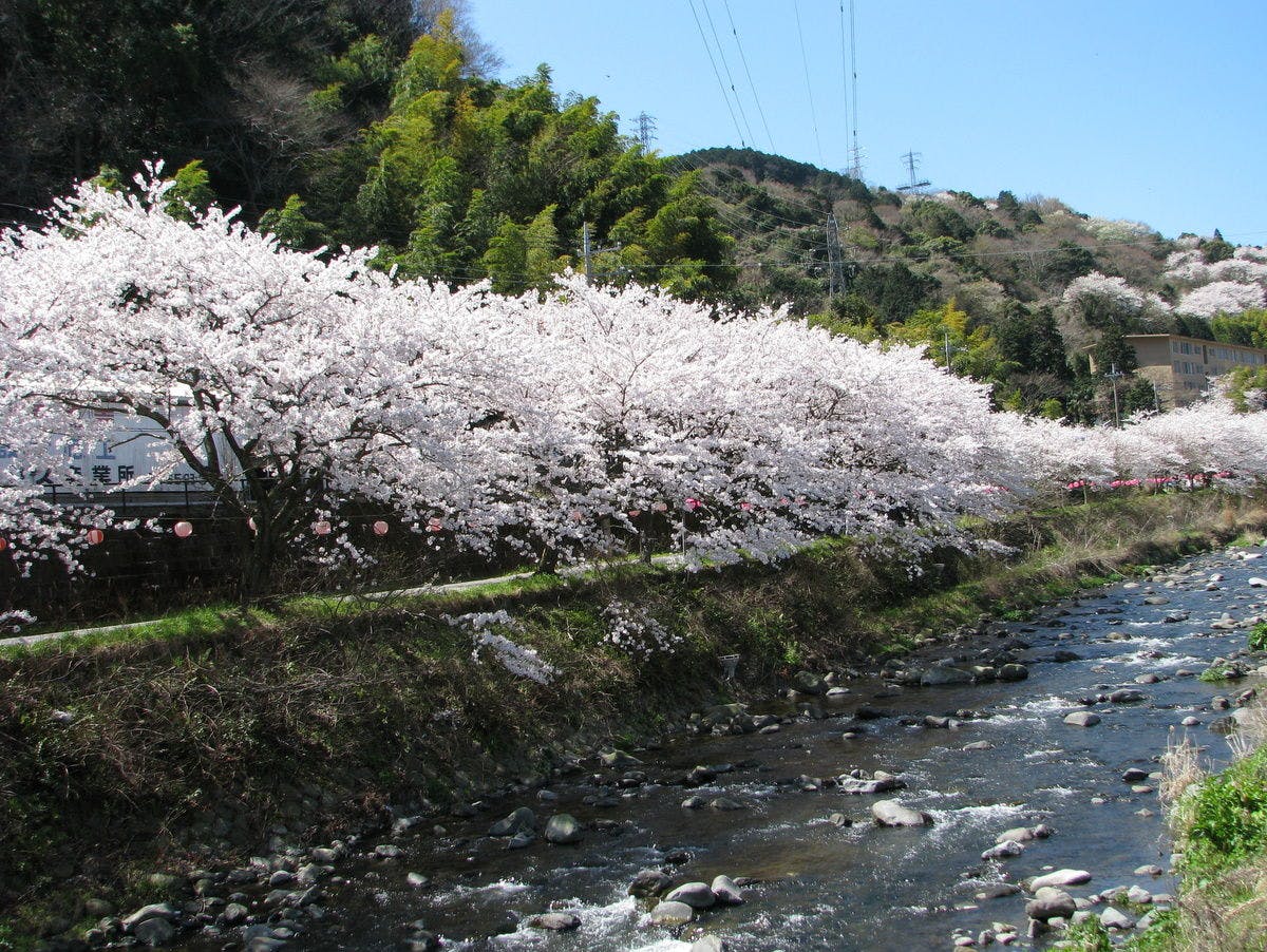 【แถวต้นซากุระริมแม่น้ำชิโตเสะ】ช่วงเวลาที่เหมาะสม: ปลายเดือนมีนาคมถึงต้นเดือนเมษายน
