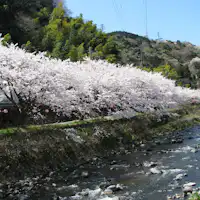 【แถวต้นซากุระริมแม่น้ำชิโตเสะ】ช่วงเวลาที่เหมาะสม: ปลายเดือนมีนาคมถึงต้นเดือนเมษายน