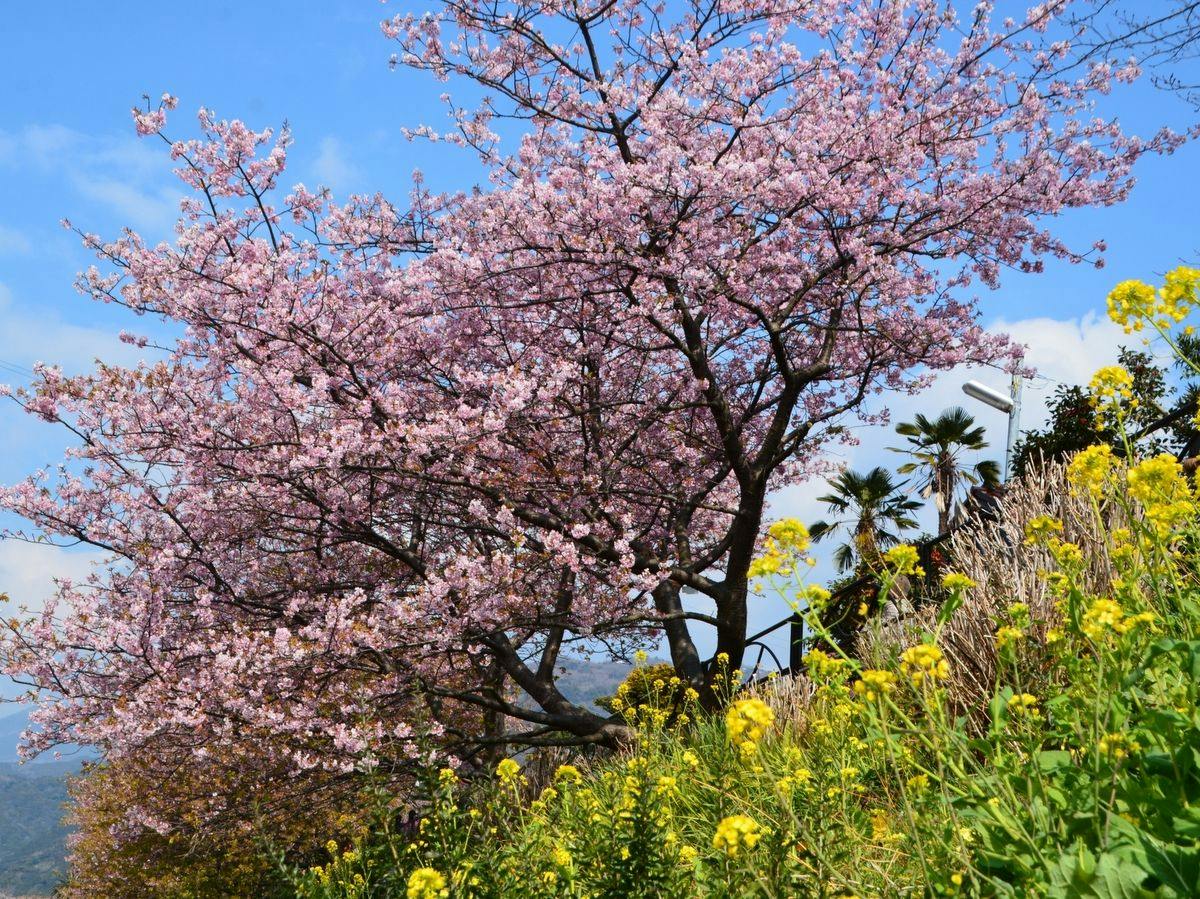 【2/6～3/7限定】 奥湯河原・梅花めぐり～春待ちの旅～湯河原梅林と河津桜、早春の彩りを訪ねて