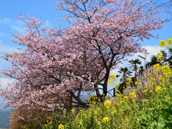 【2/6~3/7限定】 奥湯河原・梅花めぐり~春待ちの旅~湯河原梅林と河津桜、早春の彩りを訪ねて