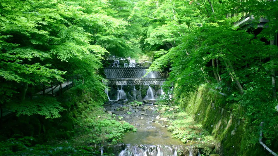 Tsubaki