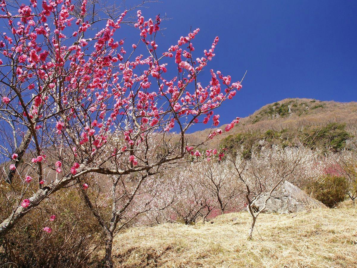 【2/6～3/7限定】 奥湯河原・梅花めぐり～春待ちの旅～湯河原梅林と河津桜、早春の彩りを訪ねて