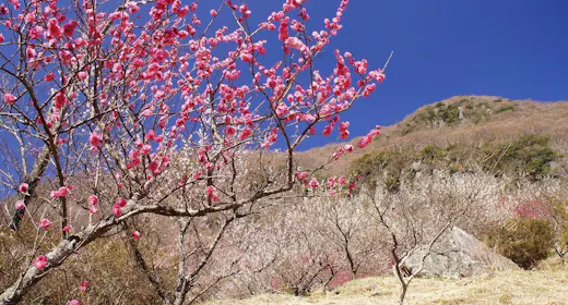 【2/6~3/7限定】 奥湯河原・梅花めぐり~春待ちの旅~湯河原梅林と河津桜、早春の彩りを訪ねて