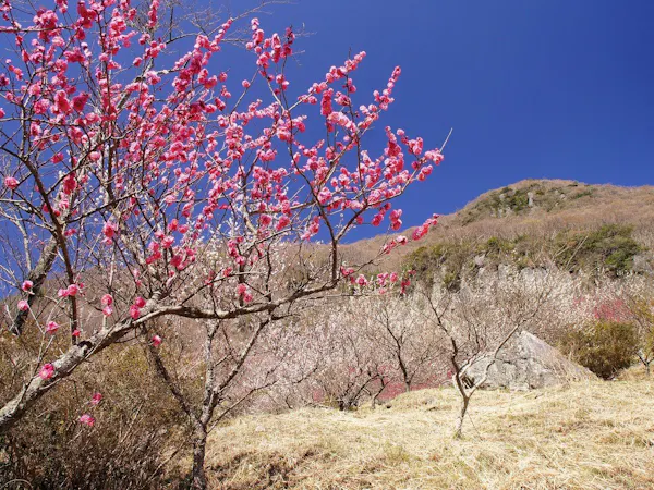 【2/6~3/7限定】 奥湯河原・梅花めぐり~春待ちの旅~湯河原梅林と河津桜、早春の彩りを訪ねて