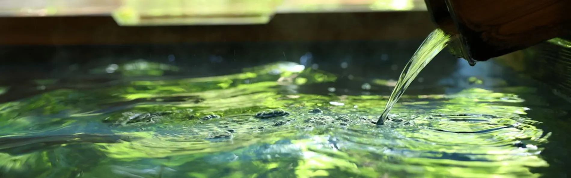 海石榴 つばき