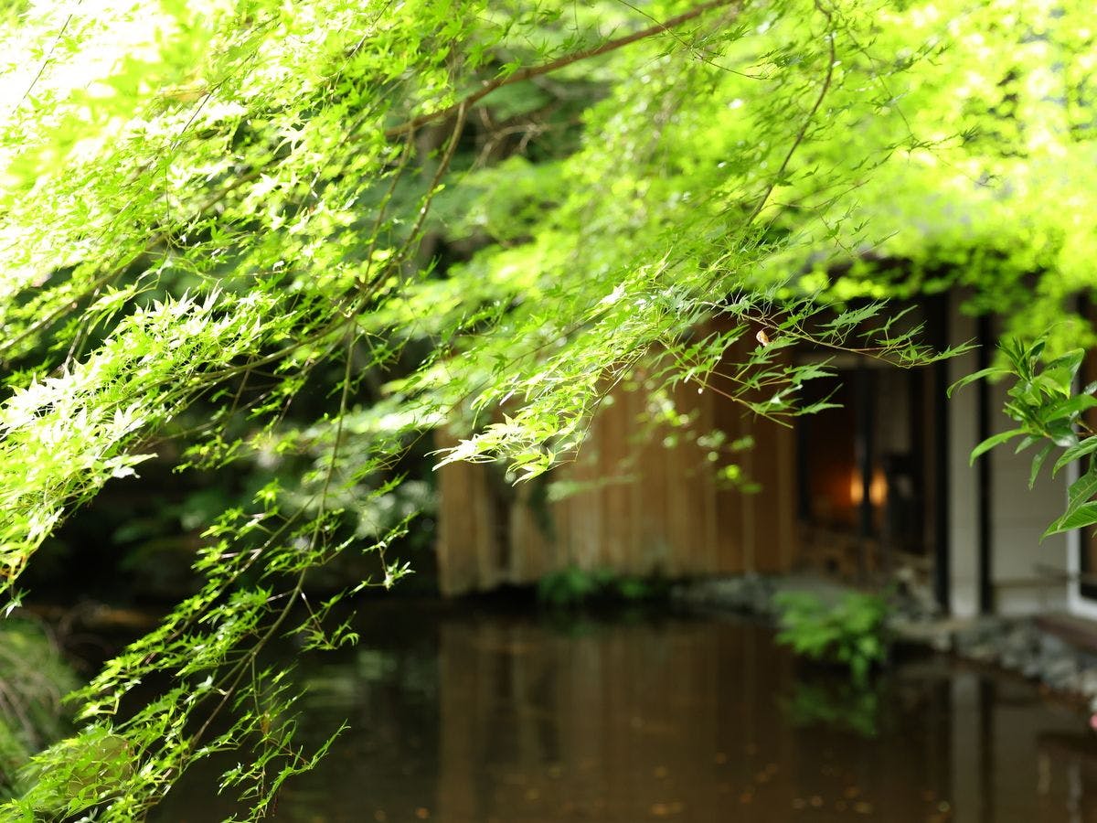 海石榴 つばき
