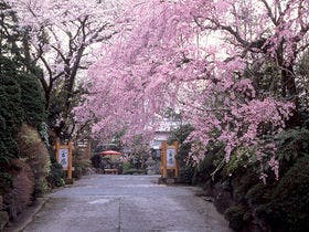 玉庭