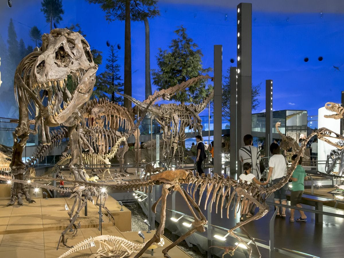 福井県立恐竜博物館（車で60分）