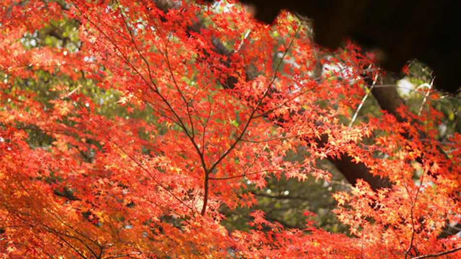 The Prince Sakura Tower Tokyo, Autograph Collection
