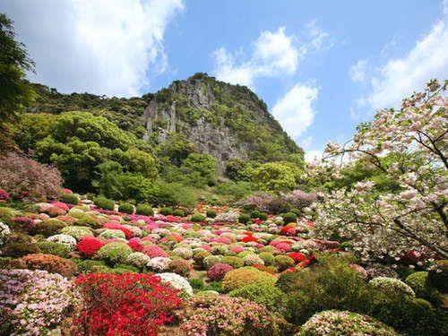 ４月中旬～５月初旬の２０万本のツツジ