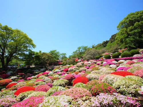 ４月中旬～５月初旬の２０万本のツツジ