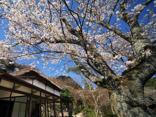 御船山楽園の５０００本の桜